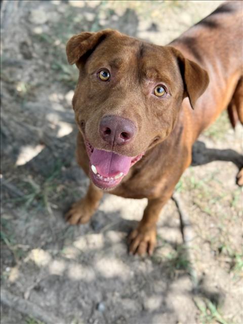 BOWIE - Labrador Retriever available for adoption