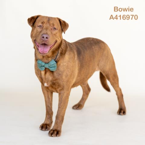 BOWIE