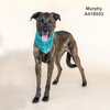 MURPHY - Photo 1