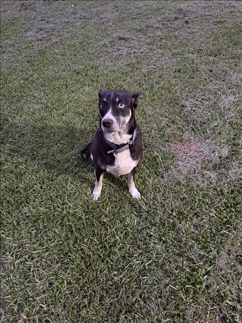 RUBY - Labrador Retriever available for adoption