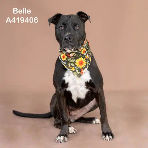 Belle - Pit Bull Terrier
