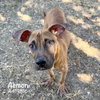 AEMON - Photo 1