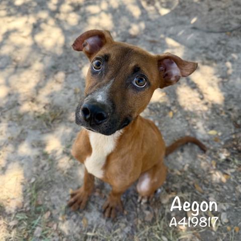 AEGON Image