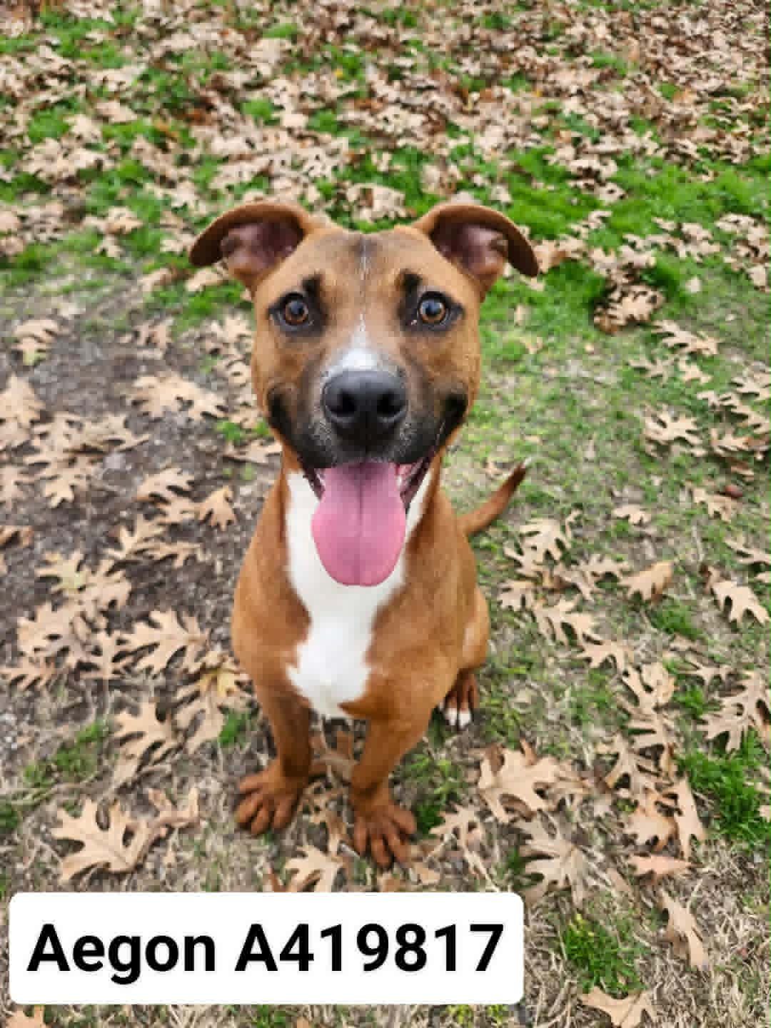 Black Mouth Cur