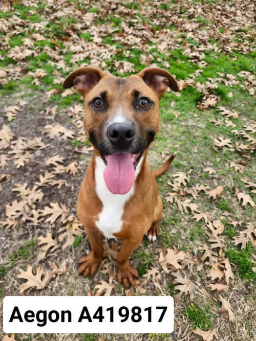 AEGON, an adoptable Black Mouth Cur in Conroe, TX