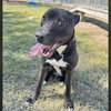 RHETT - Photo 1