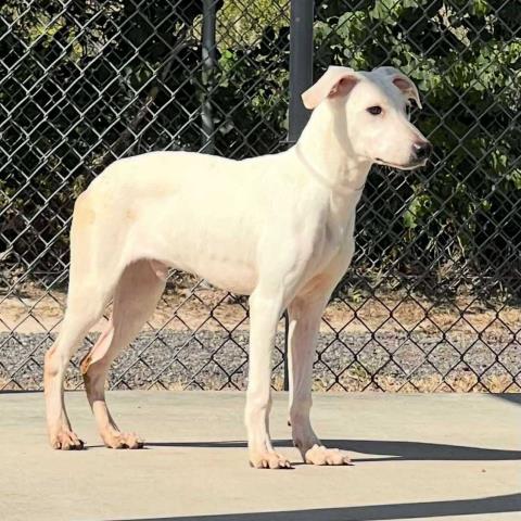 EASTON - Labrador Retriever available for adoption