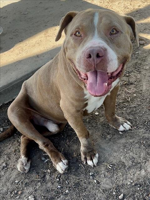WALLY - American Pit Bull Terrier available for adoption