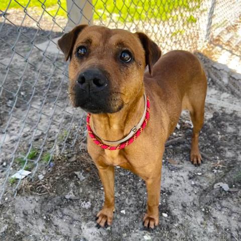 PORTIA - Chinese Shar-Pei available for adoption