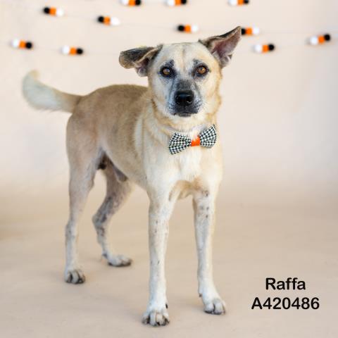 RAFFA Image