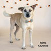 RAFFA - Photo 1