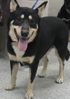 MOOSE - Photo 1