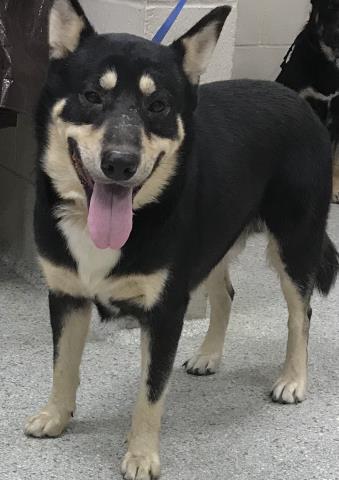 MOOSE - Labrador Retriever available for adoption