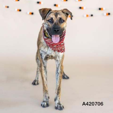 SPENCER - Labrador Retriever available for adoption