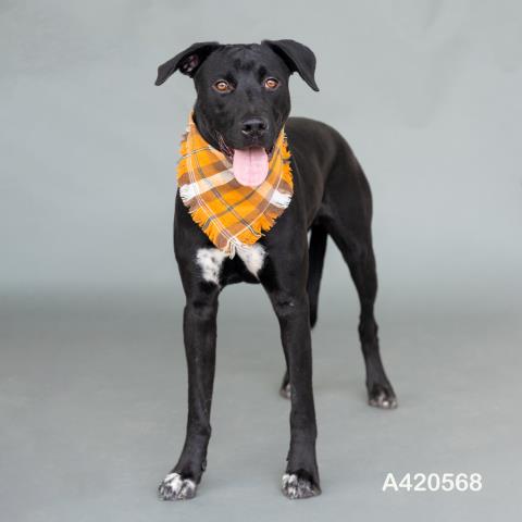 JEROME - Labrador Retriever available for adoption