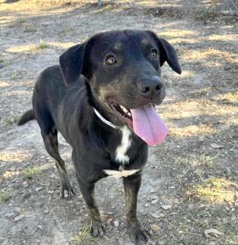 COLLIN - Plott Hound / Basset Hound available for adoption