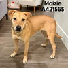 MAIZIE - Photo 1