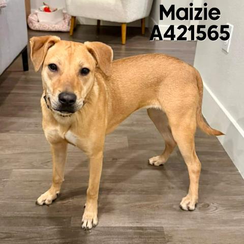 MAIZIE - Labrador Retriever available for adoption