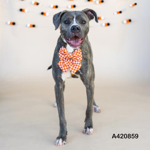 picture of the dog needing adoption