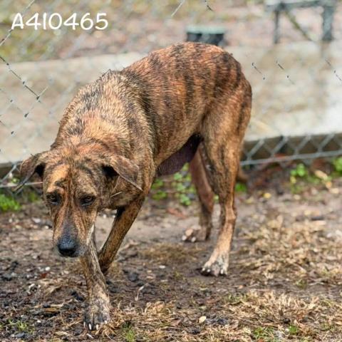 BIANCA - Plott Hound available for adoption