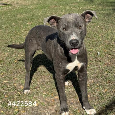EMMETT - American Pit Bull Terrier available for adoption