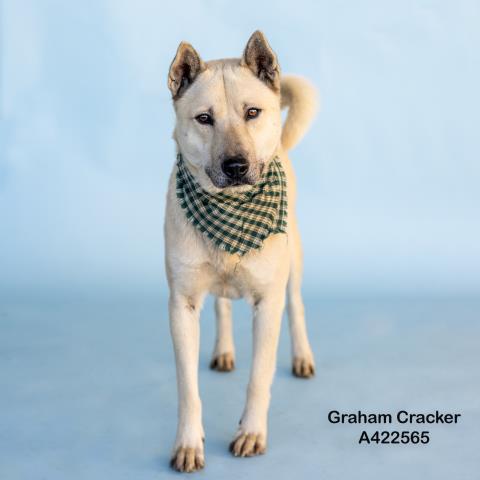 GRAHAM CRACKER - Siberian Husky available for adoption