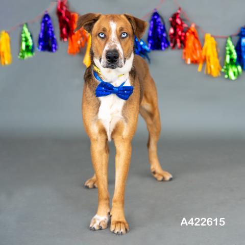 BYRON - Catahoula Leopard Dog available for adoption