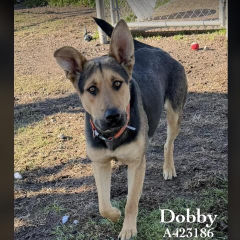 DOBBY Image