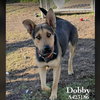 DOBBY - Photo 1