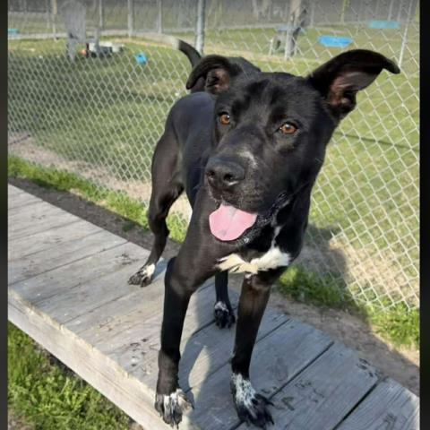 MAGGIE - Labrador Retriever available for adoption