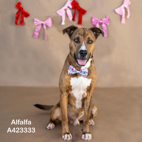 ALFALFA Image