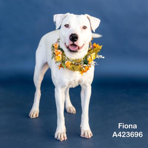 FIONA Image