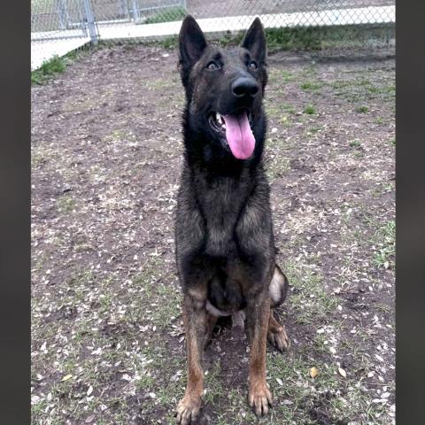 picture of the dog needing adoption