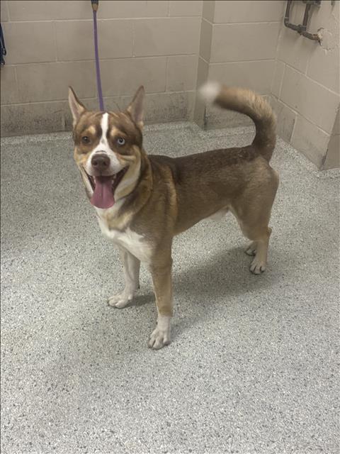 picture of the dog needing adoption