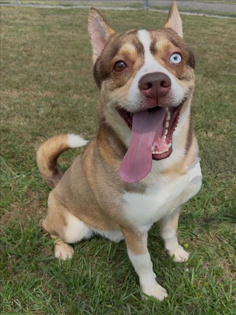 OSLO, an adoptable Akita in Conroe, TX