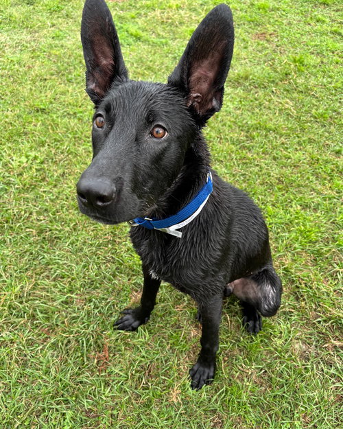 picture of the dog needing adoption