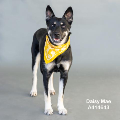 DAISY MAE Image