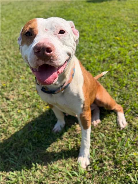Pit Bull