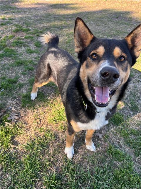 picture of the dog needing adoption