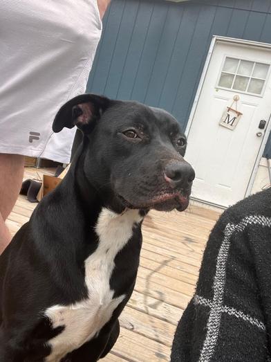 picture of the dog needing adoption