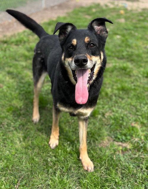 picture of the dog needing adoption