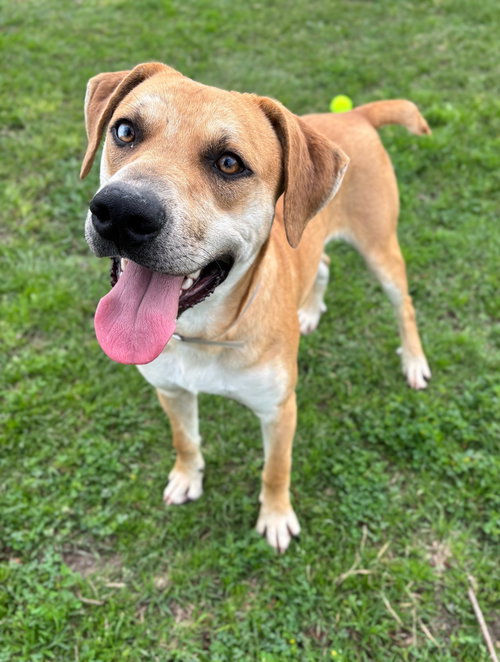 picture of the dog needing adoption