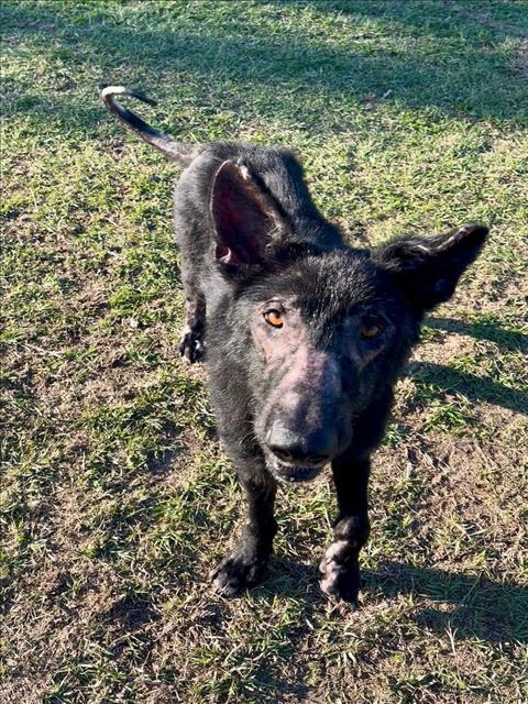 picture of the dog needing adoption