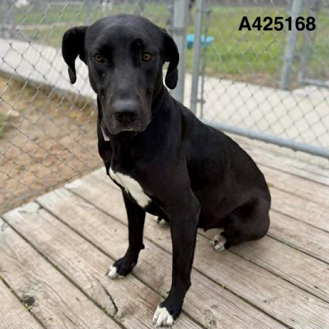 NICOLE, an adoptable Great Dane in Conroe, TX