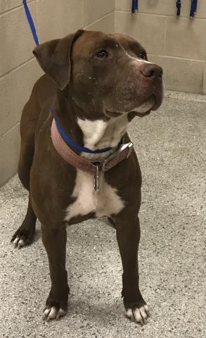 Pit Bull