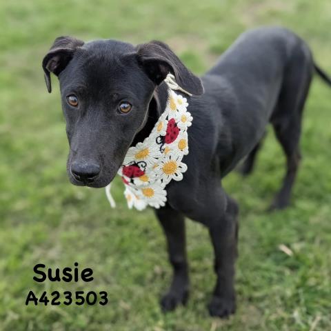 Susie