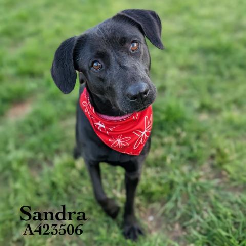 SANDRA, an adoptable Black and Tan Coonhound in Conroe, TX