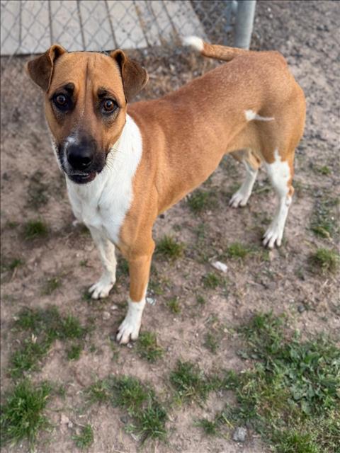 Black Mouth Cur