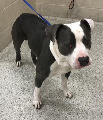Pit Bull