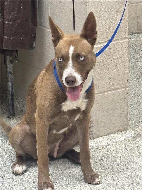 Australian Kelpie
